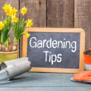 How to prepare and maintain a home garden in Lacey, WA