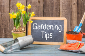 How to prepare and maintain a home garden in Lacey, WA
