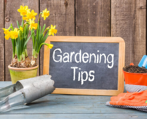 How to prepare and maintain a home garden in Lacey, WA