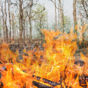 Wildfire Prevention in Lacey, WA