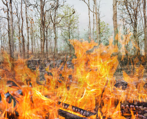 Wildfire Prevention in Lacey, WA